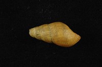 藏品(川蜷)的圖片